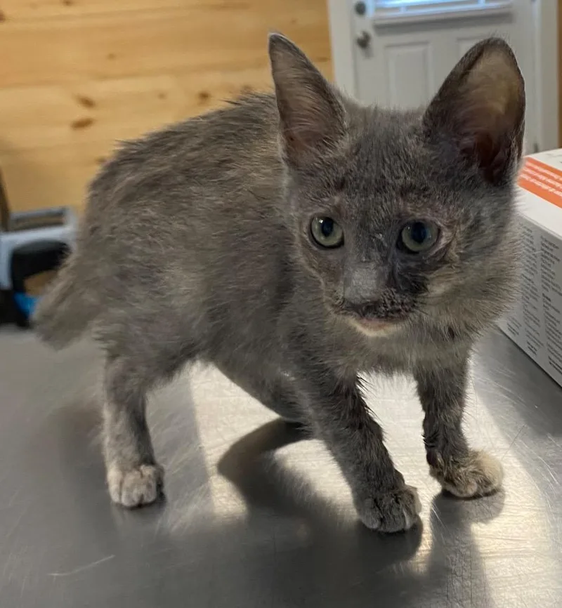 A baby medium-sized female Domestic Short Hair cat named Robin for adoption in Cumming, GA