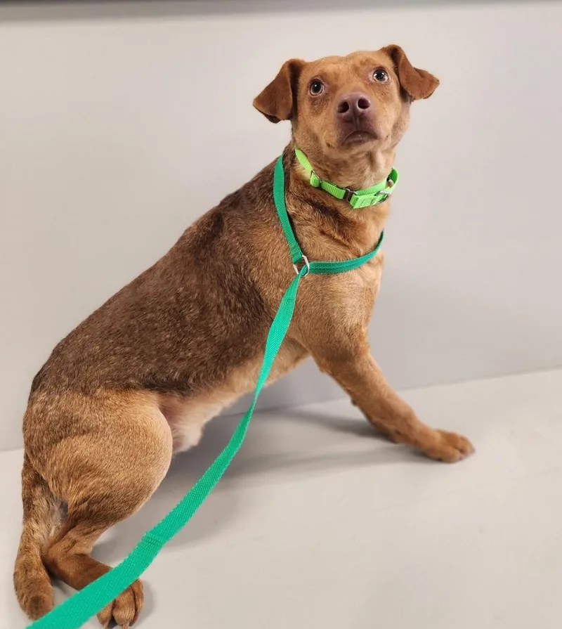 An adult medium-sized male Tricolor (Brown, Black, & White) Beagle dog named Scream : Loomis for adoption in Aurora, IN