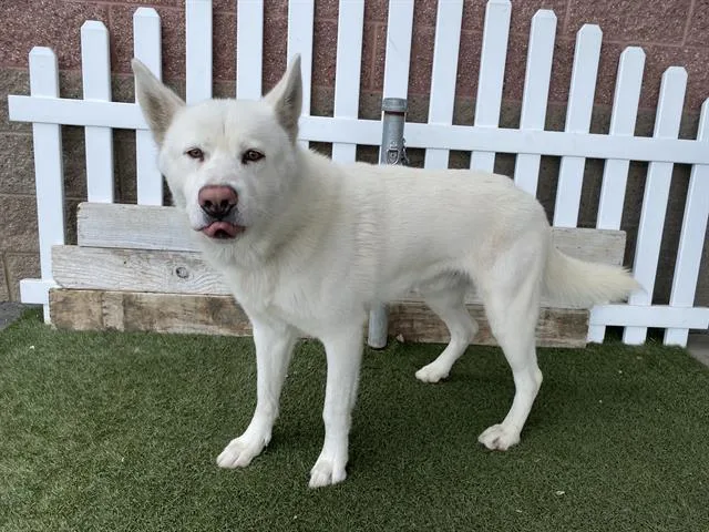 An adult extra large-sized male Siberian Husky dog named Gilroy for adoption in Modesto, CA