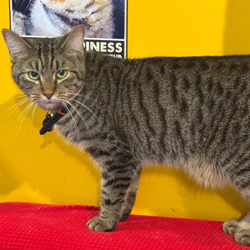 An adult small-sized male Brown / Chocolate Domestic Short Hair cat named Norbert for adoption in Howard beach, NY