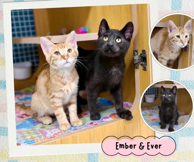 A baby small-sized female Black Domestic Short Hair cat named Ember & Ever for adoption in Manhattan, KS