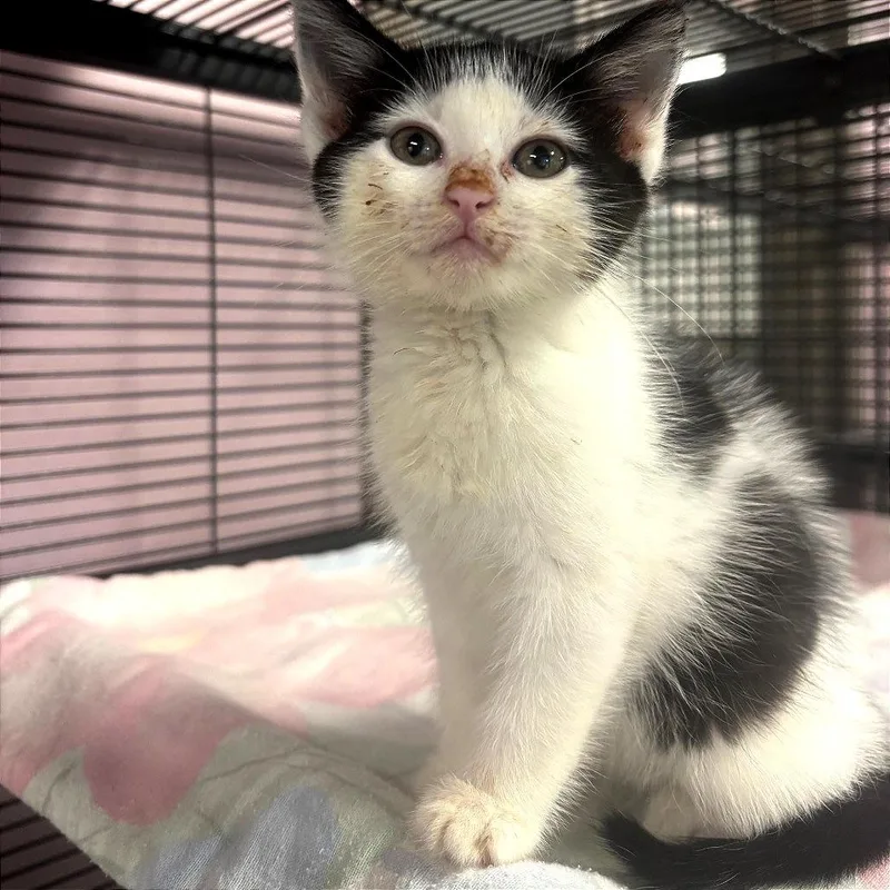 A baby small-sized female White Domestic Short Hair cat named Shiver for adoption in Binghamton, NY