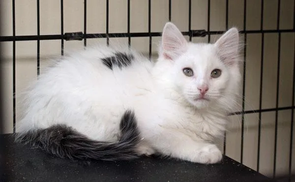 A baby small-sized male Black & White / Tuxedo Domestic Long Hair cat named Tony for adoption in Mansfield, MA