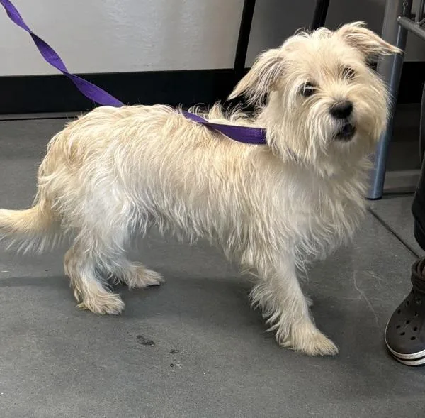 An adult medium-sized male Terrier dog named Pen  Jack for adoption in Lawrenceville, GA