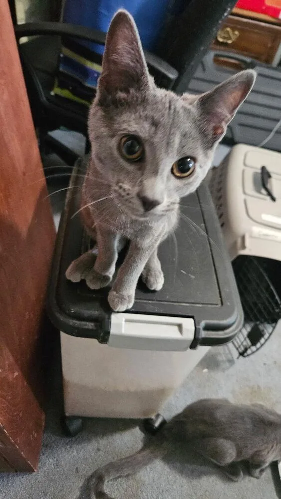 A baby small-sized male Gray / Blue / Silver Domestic Short Hair cat named Gengar for adoption in West Mifflin, PA