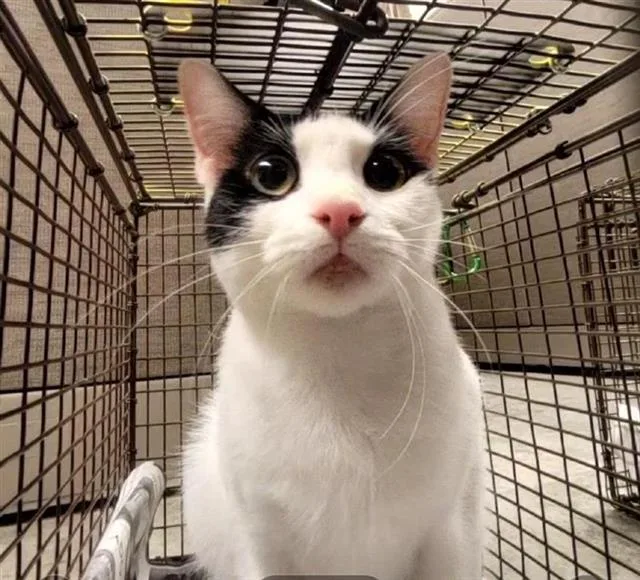 A young small-sized male Domestic Short Hair cat named Hemi for adoption in San Antonio, TX