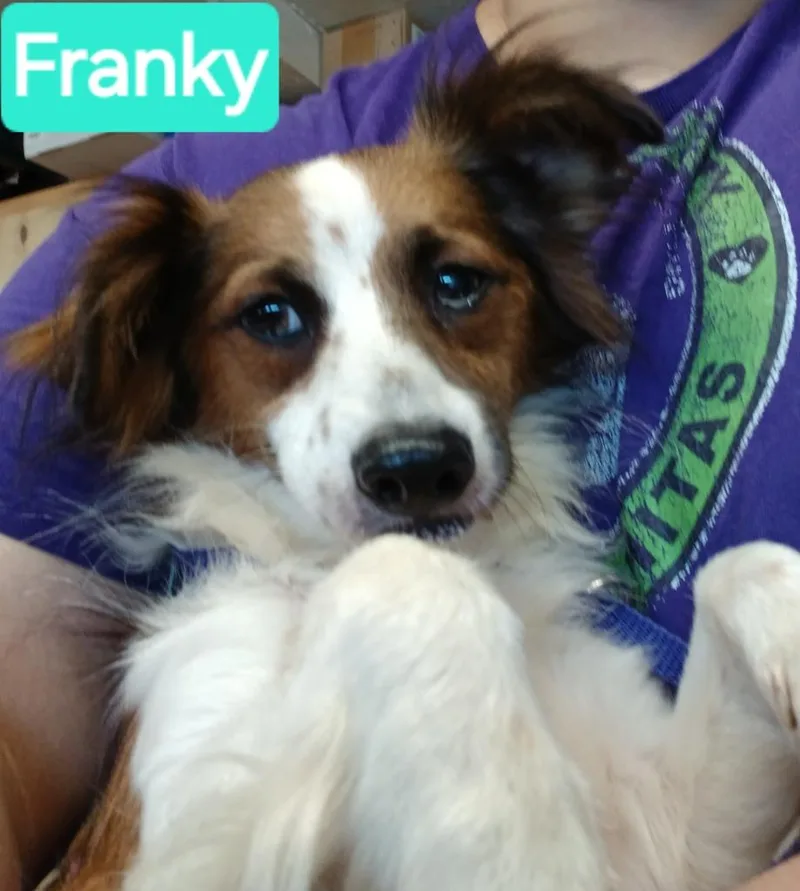 An adult small-sized male Papillon dog named Franky for adoption in Mena, AR