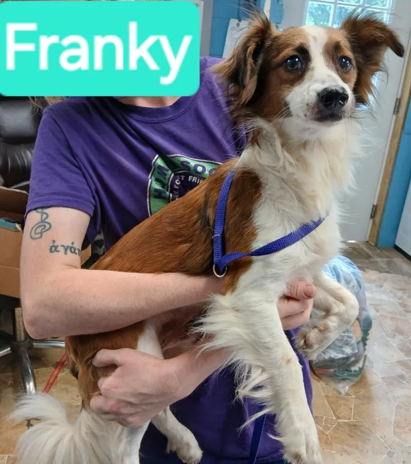 Franky thumbnail 2