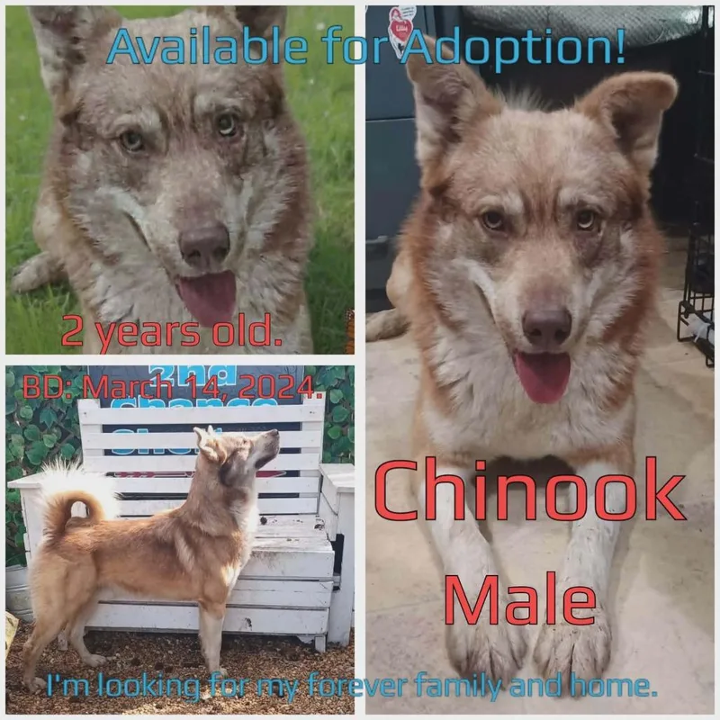 Chinook thumbnail 2