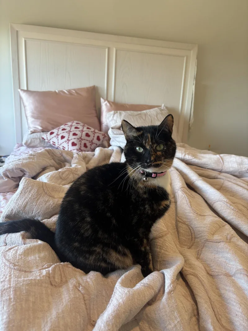 An adult medium-sized female Domestic Short Hair cat named Tootsie for adoption in Naples, FL