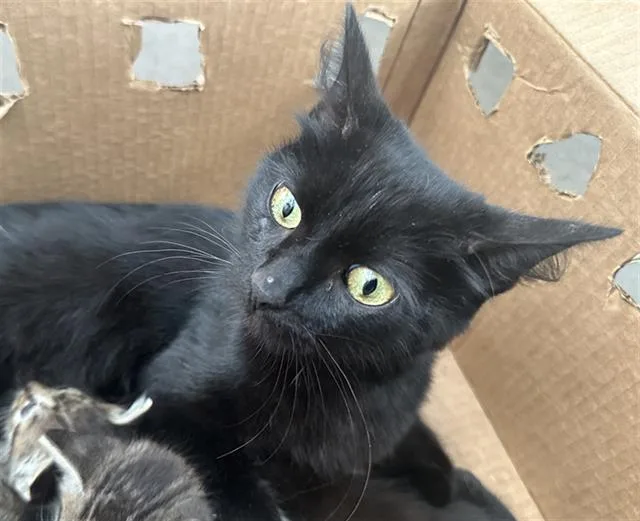 An adult medium-sized female Domestic Medium Hair cat named Fortune for adoption in Dallas, TX