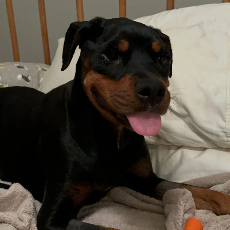 A young large-sized female Black Rottweiler dog named Gigi for adoption in DAVIS, CA