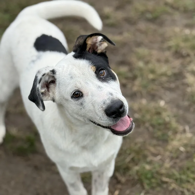 A baby large-sized male White / Cream Australian Cattle Dog / Blue Heeler dog named Seek for adoption in Amarillo, TX