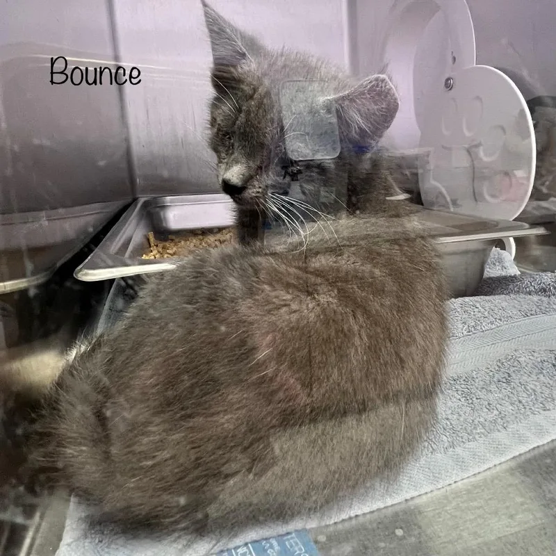 A baby small-sized male Gray / Blue / Silver Domestic Medium Hair cat named Bounce for adoption in Madisonville, TN