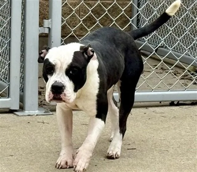 A young medium-sized female Pit Bull Terrier dog named Esmeralda for adoption in Aurora, IL