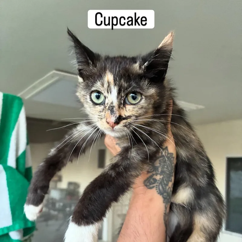 A baby small-sized female Calico Domestic Short Hair cat named Cupcake for adoption in Calimesa, CA