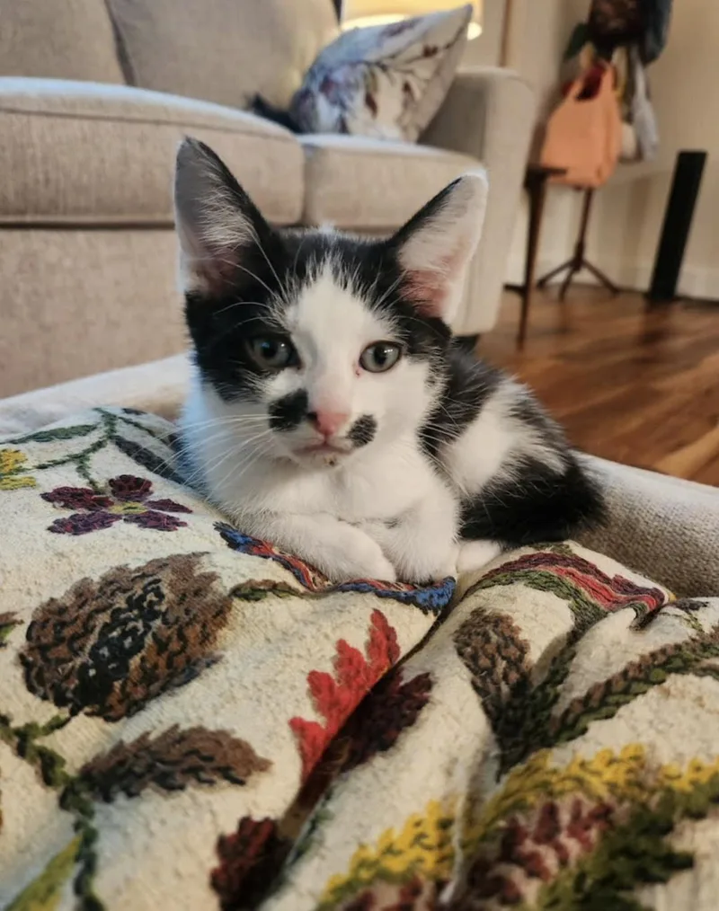 A baby small-sized male Domestic Short Hair cat named Rico for adoption in Knoxville, TN