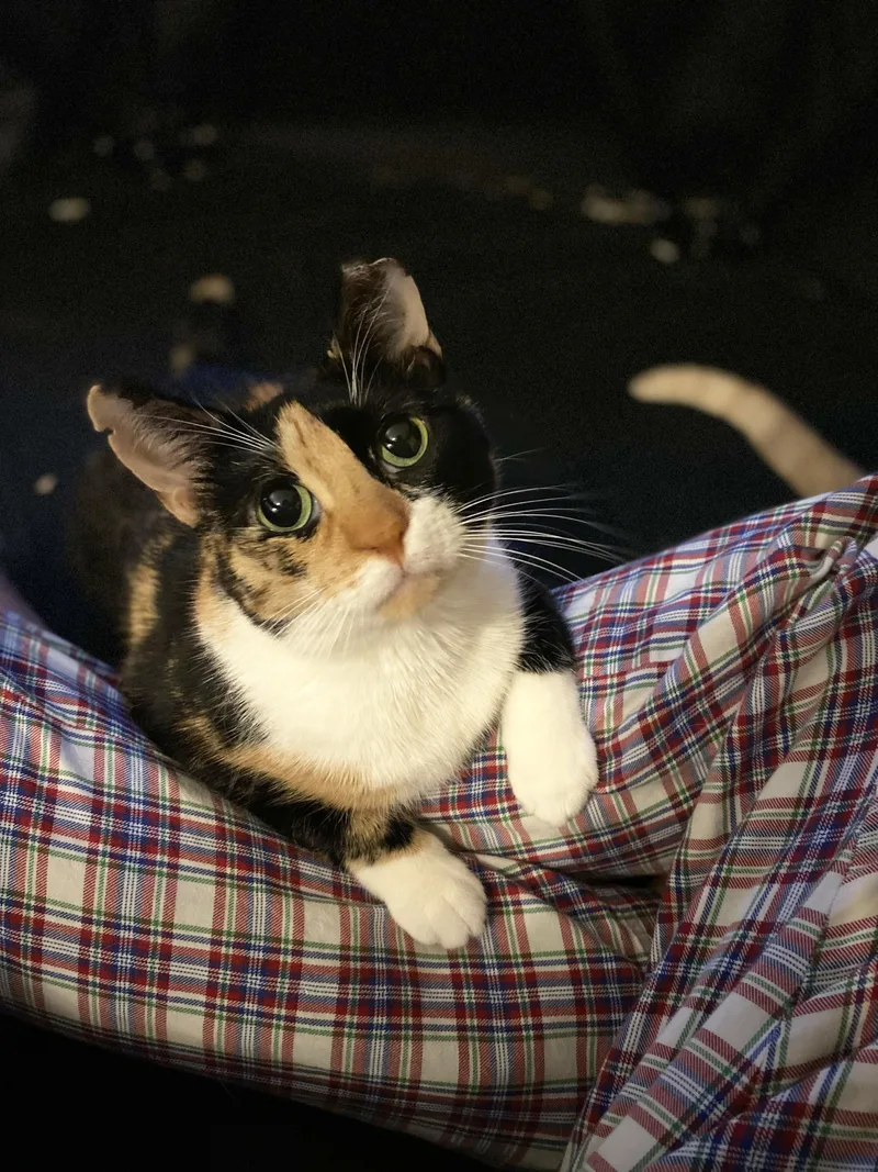 An adult medium-sized female Calico Domestic Short Hair cat named Sundae for adoption in Brooklyn, NY
