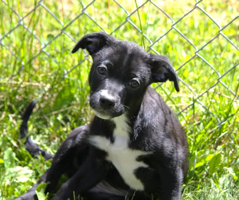 A baby medium-sized female Black Catahoula Leopard Dog dog named Van for adoption in Hayward, WI