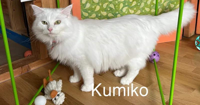 Sequoia vienna  Kumiko