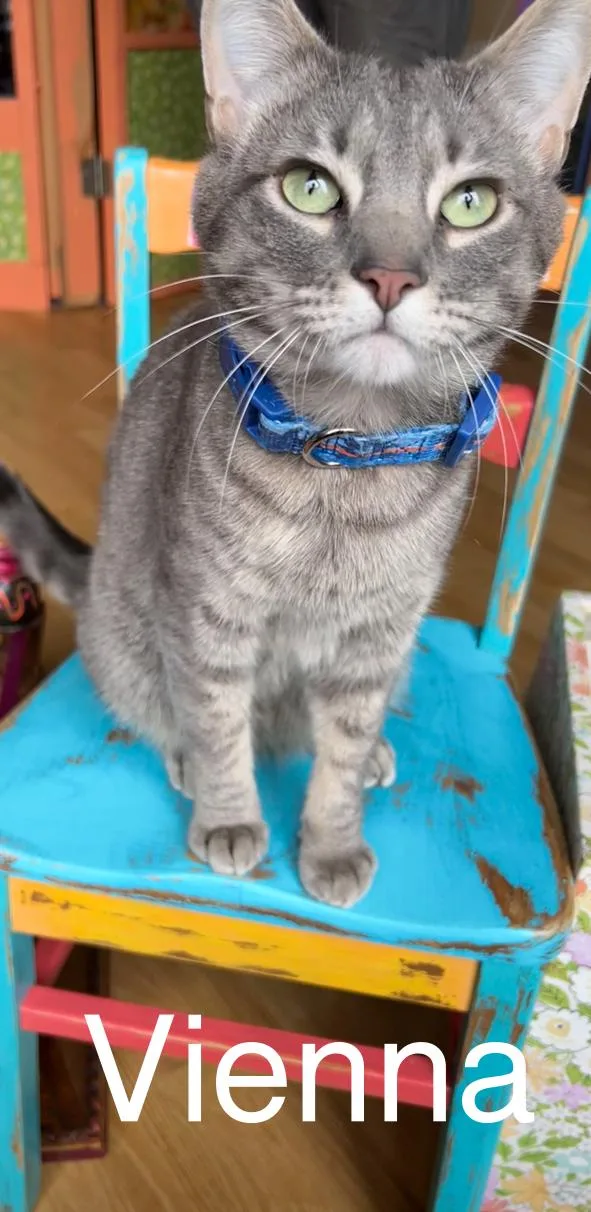 Sequoia vienna  Kumiko thumbnail 2