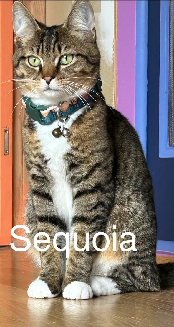 Sequoia vienna  Kumiko thumbnail 3