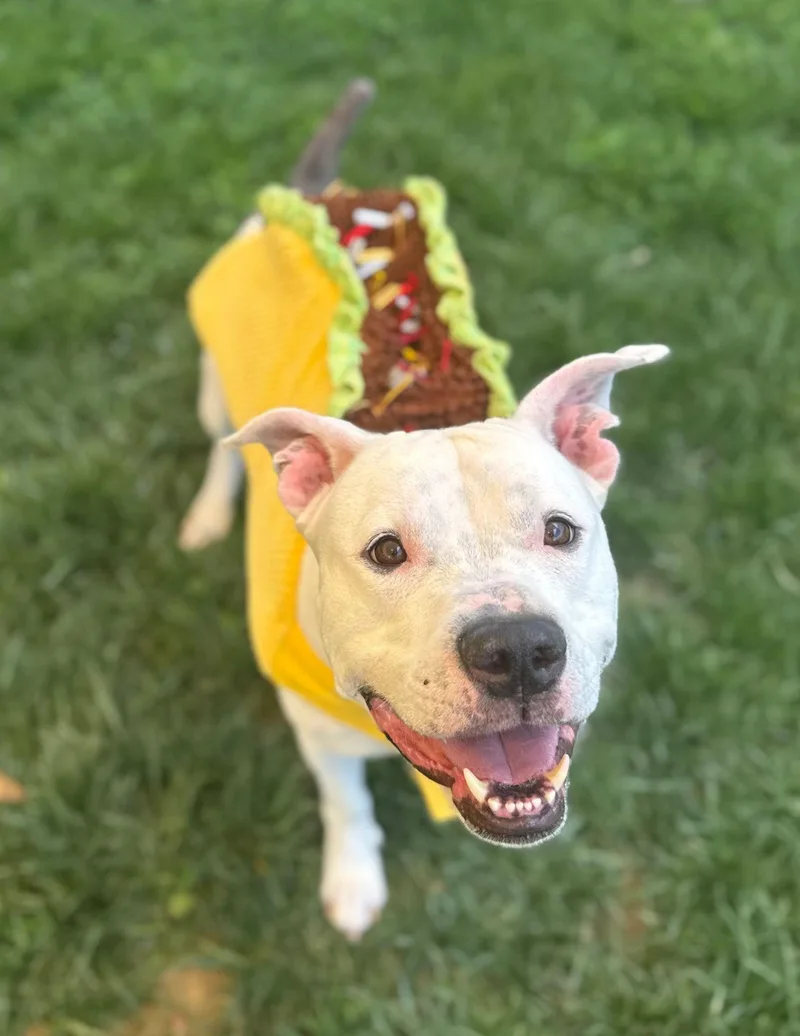An adult large-sized male Pit Bull Terrier dog named Magic Mic for adoption in Baldwin, MD