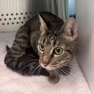 A young medium-sized female Brown / Chocolate Domestic Short Hair cat named Marinade for adoption in Norman, OK