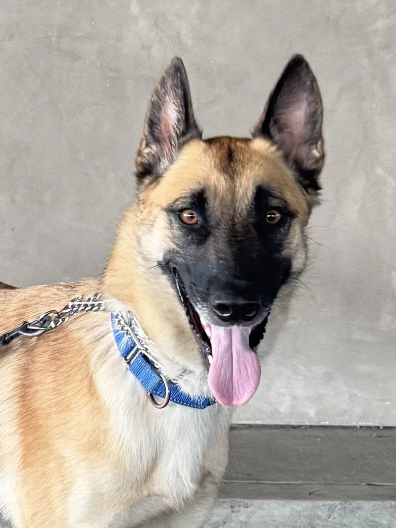 An adult large-sized female Bicolor German Shepherd Dog dog named Nova for adoption in Newport Beach, CA