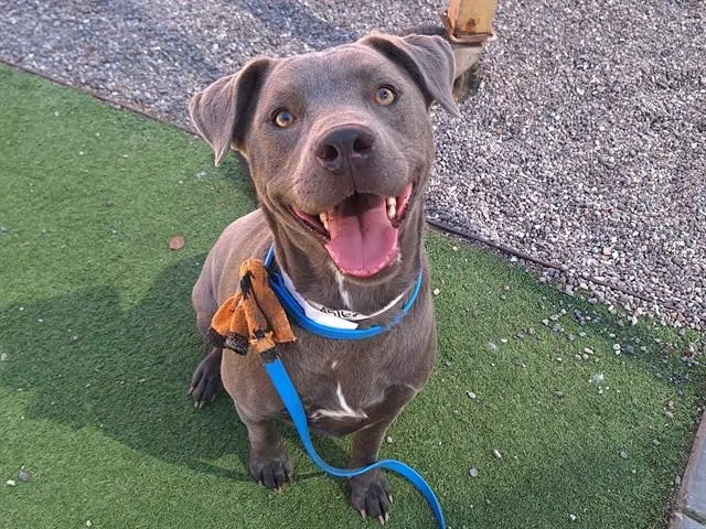 An adult large-sized male Pit Bull Terrier dog named Wiz for adoption in Phoenix, AZ