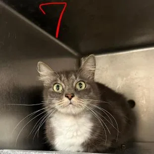 A young medium-sized female Domestic Medium Hair cat named Butternut for adoption in West Palm Beach, FL
