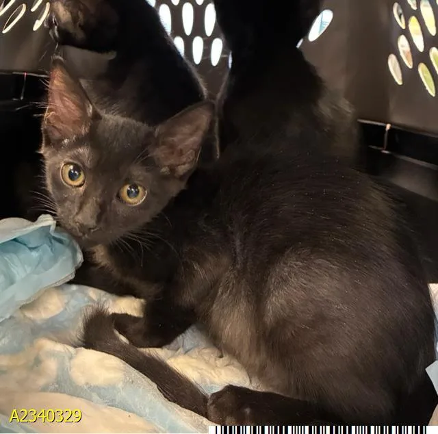 A baby small-sized male Domestic Short Hair cat named Eclipse for adoption in West Palm Beach, FL
