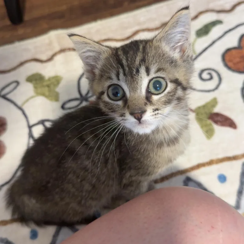 A baby small-sized male Tabby (Buff / Tan / Fawn) Domestic Short Hair cat named GusGus for adoption in Richmond, VA