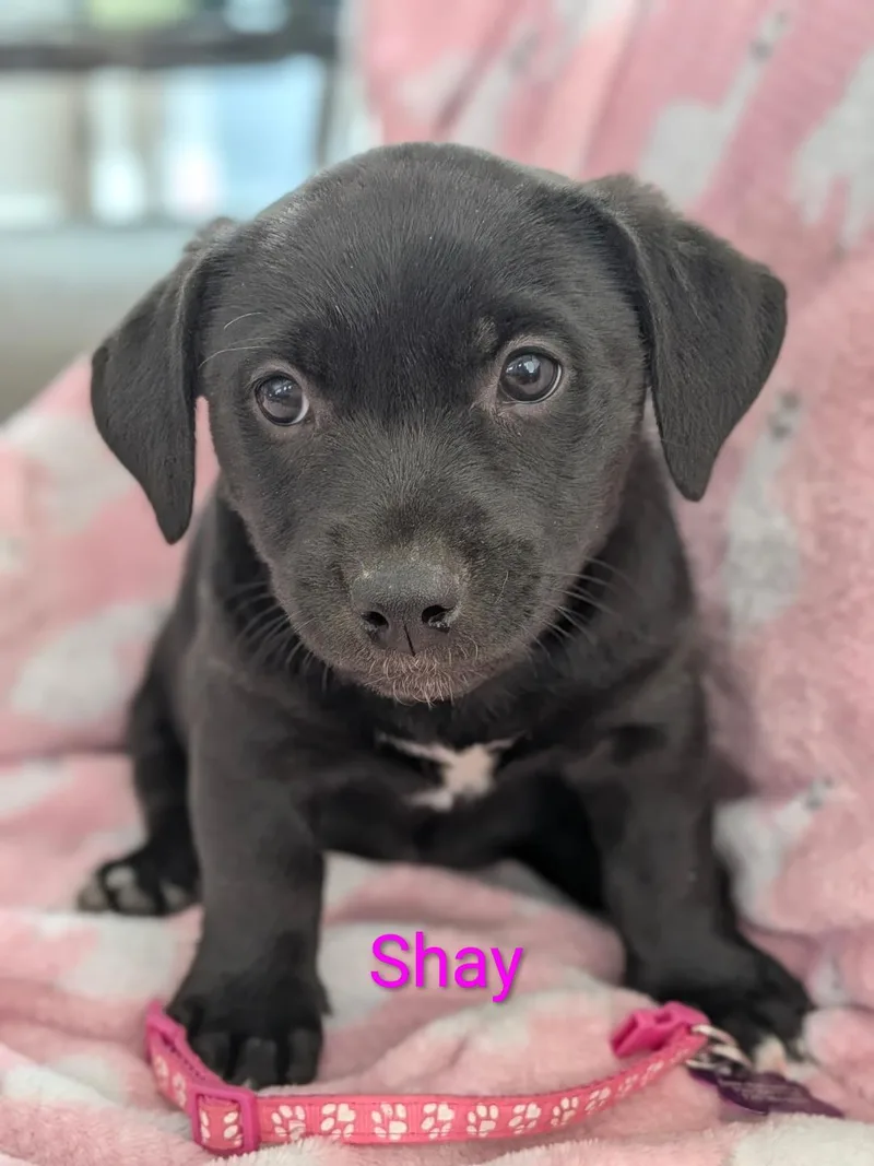 A baby medium-sized female Labrador Retriever dog named Shay for adoption in Littleton, CO