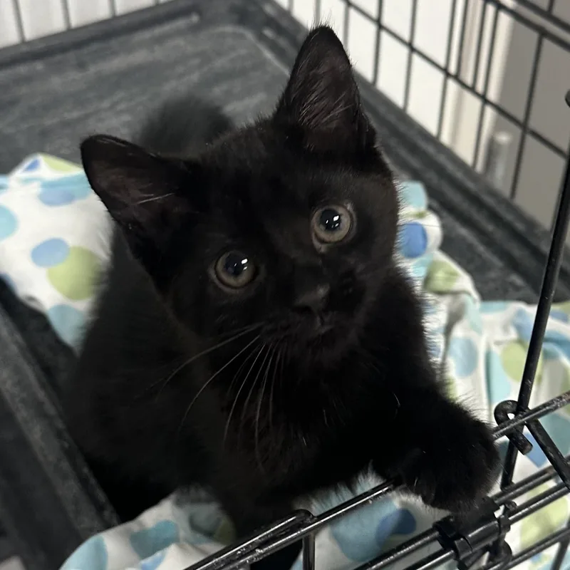A baby medium-sized female Black Domestic Short Hair cat named Pepper for adoption in Youngstown, OH