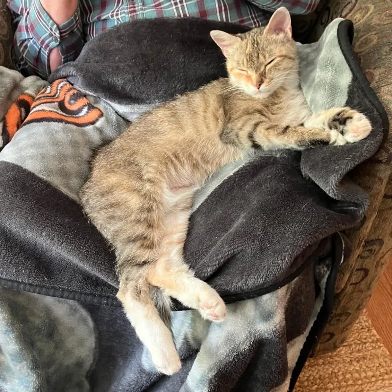 A senior medium-sized female Domestic Short Hair cat named Yoda for adoption in Abingdon, MD