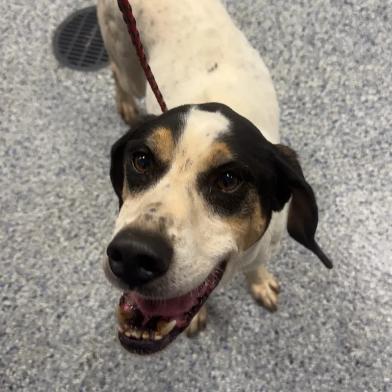 A senior medium-sized male White / Cream Hound dog named Wallaceranger for adoption in Greenville, SC