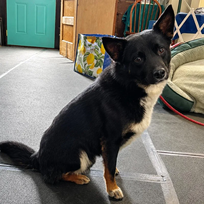 An adult medium-sized male Black Australian Shepherd dog named Outlaw for adoption in Kim, CO