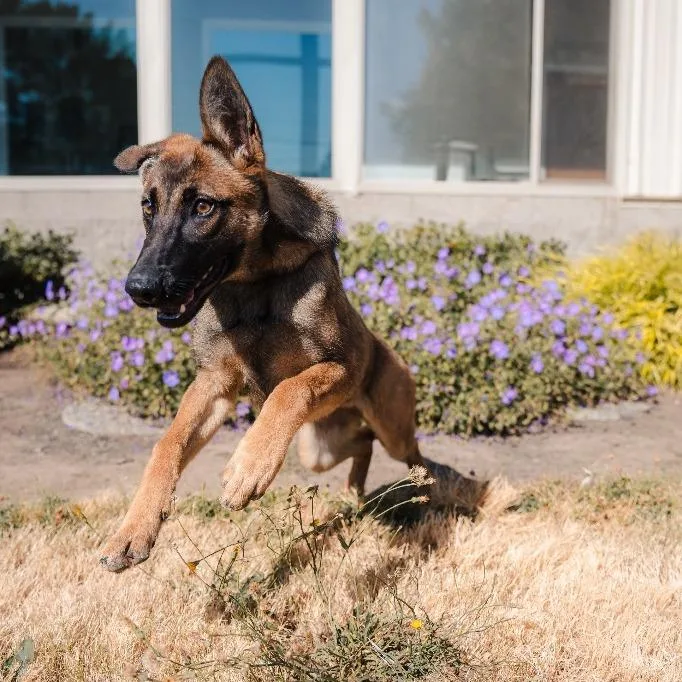 A baby medium-sized female Belgian Shepherd / Malinois dog named Beatrice for adoption in Newberg, OR