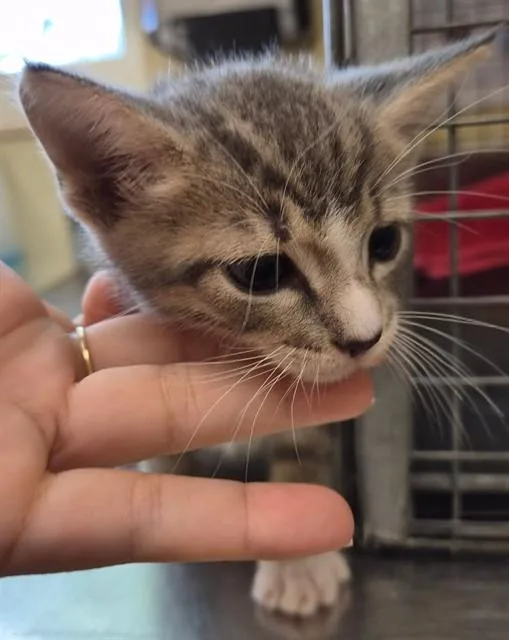 A baby small-sized male Domestic Short Hair cat named Charley for adoption in Fort Myers, FL