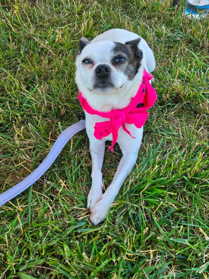 Lulu