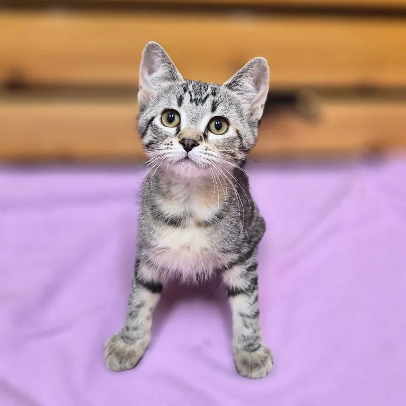 A baby small-sized female Domestic Short Hair cat named Lyric for adoption in Woodstock, IL