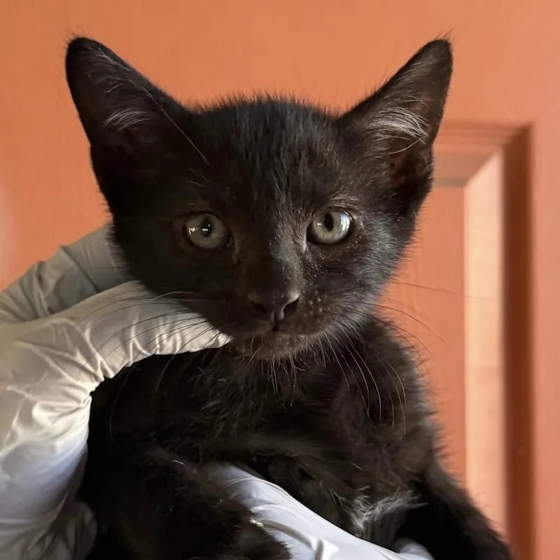A baby medium-sized male Black & White / Tuxedo Domestic Short Hair cat named Greg for adoption in Huntington Beach, CA