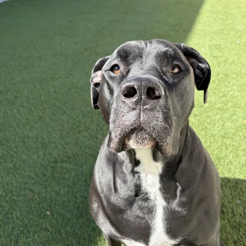 An adult large-sized female Black Mixed Breed dog named Duchess for adoption in Salt Lake City, UT