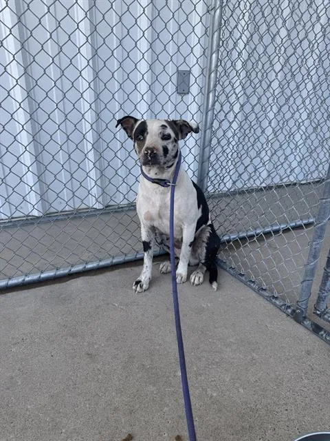 A young medium-sized female Pit Bull Terrier dog named Sweetie Belle for adoption in Bakersfield, CA