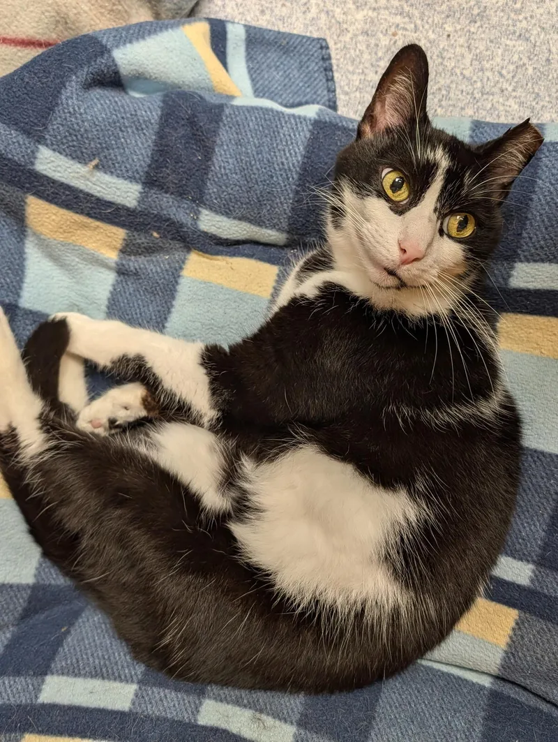 An adult medium-sized male Black Domestic Short Hair cat named Joshua for adoption in Columbus, OH