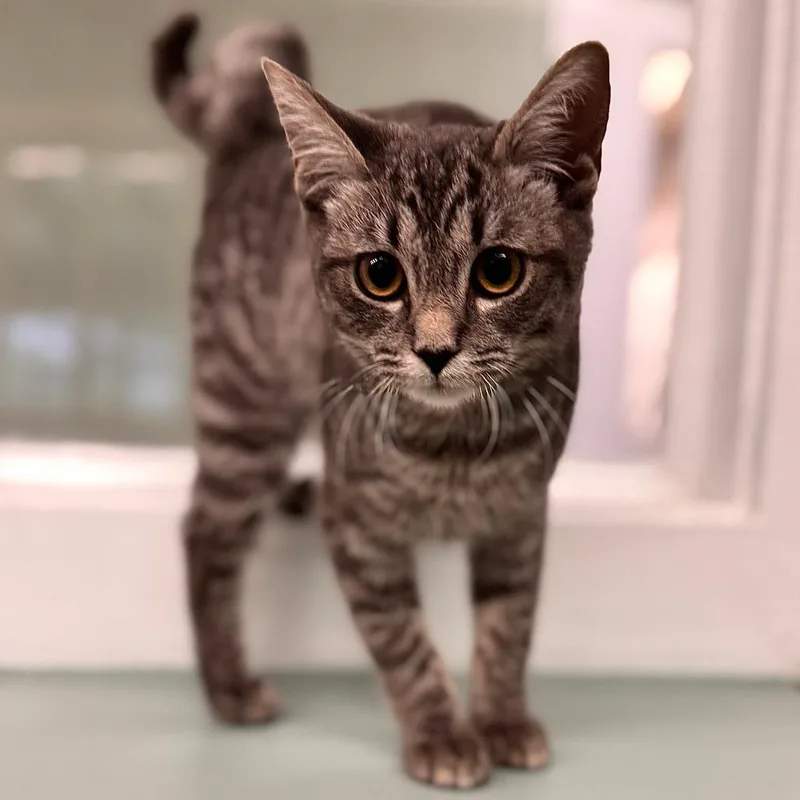 A baby small-sized female Gray / Blue / Silver Domestic Short Hair cat named Ursa for adoption in Pittsford, VT