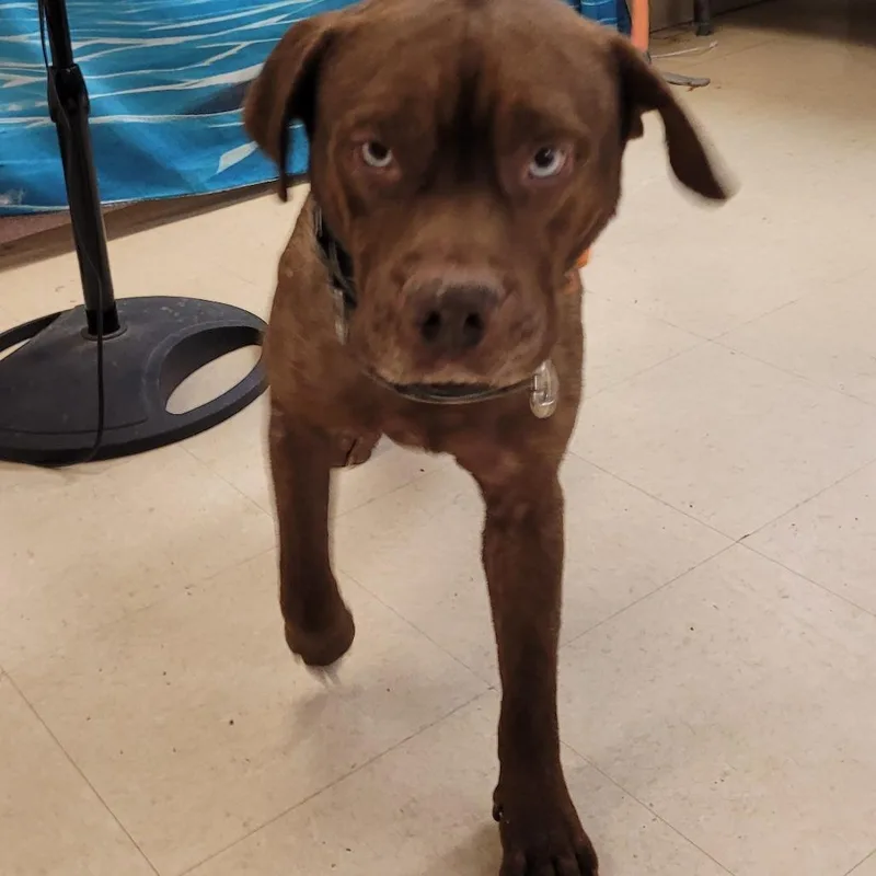 An adult medium-sized male Brown / Chocolate Mixed Breed dog named Tito for adoption in Lake Panasoffkee, FL