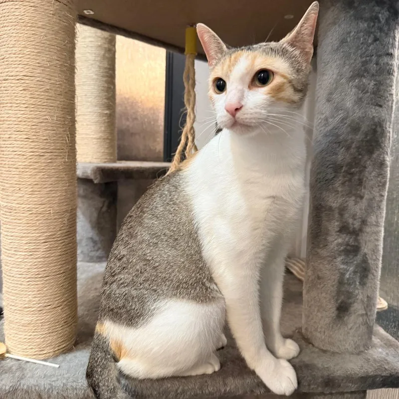 An adult small-sized female Calico Domestic Short Hair cat named Cleocatra for adoption in Port Neches, TX