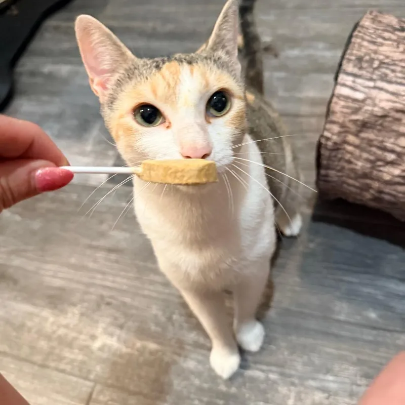 Cleocatra thumbnail 3